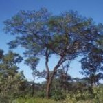 Nuova Zelanda: 5000 alberi per rimboschire la zona di Kaikoura