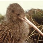 Nuova Zelanda: si avvelenano ratti ed ermellini, per salvare uccelli