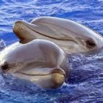 Aumentano balenottere e delfini nei mari delle eolie