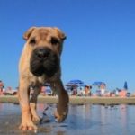 Cani liberi in spiaggia: a ferragosto arriva il Baubeach di Maccarese