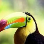 Il tucano, alleato prezioso della foresta Amazzonica