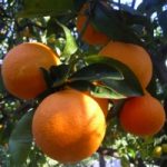 Si preannuncia una buona stagione per la raccolta delle arance