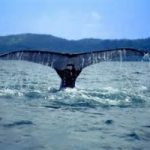 Le reti anti-squali, un pericolo per le balene
