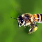 Le punture di api possono uccidere un uomo?
