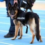 Cani poliziotto: 2 pastori tedeschi in pensione cercano casa