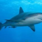 Ambiente: gli squali stanno perdendo l'olfatto?