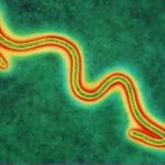 Ebola: in Africa ci sono due ceppi diversi