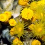 Coralli gialli nei fondali di Genova
