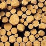 Italia: stop all'import di legno illegale