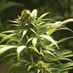 Arriva la marijuana di Stato, a scopo terapeutico