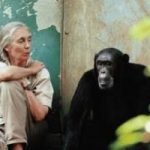 Jane Goodall, l'etologa che ama gli scimpanze' ospite in Italia
