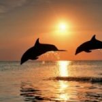 In Giappone riapre la caccia ai delfini