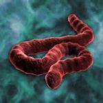 Ebola,  si aggrava infermiera spagnola.  Lorenzin: servono più controlli