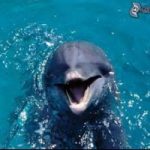 Delfino scuoiato in Sardegna. Che atrocita’
