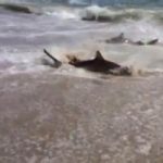 North Carolina, squali affamati arrivano a riva alla ricerca di cibo. Video