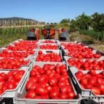 Alimentazione: agricoltura in crisi con pomodori e nocciole
