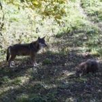 Alla scoperta del lupo nel Parco nazionale d'Abruzzo