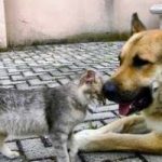 Allergie: gatti più pericolosi dei cani