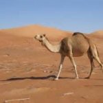 Come fanno i cammelli a resistere nel deserto?