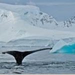 Antartide: ancora nessun accordo su specie protette