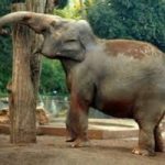 Domenica da Elefante al Bioparco di Roma