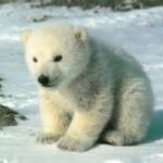Un censimento degli orsi polari