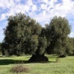 Taranto: espianto di olivi per ampliamento strada provinciale?