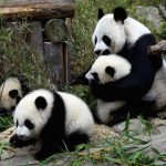 In Cina arriva un parco dedicato ai panda giganti