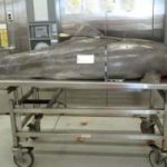 Delfino colpito da un arpione muore dopo 5 giorni di agonia