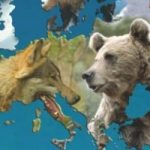 Orsi e lupi tornano in Europa