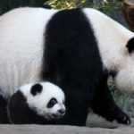 I 3 baby-panda tornano dalla Mamma