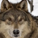 Canada: uccisi 890 lupi per una ricerca