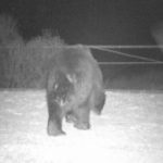 Un orso bruno avvistato a Cernobyl