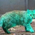 Un gatto dal pelo verde. Ecco il mistero