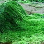 Dalla Co2 un’alga che combatte la malnutrizione