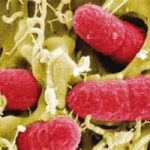 Batteri resistenti agli antibiotici. Morti 50mila bambini