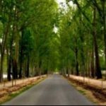 Salviamo gli alberi lungo le strade: scarica la guida di Legambiente
