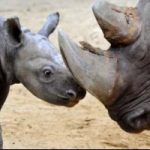 Strage di rinoceronti in Sudafrica. L'allarme del WWF