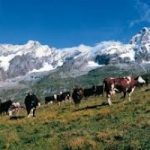 Valle d'Aosta: è la prima regione d'Italia Ogm free
