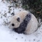 Il panda Bao Bao scopre la neve. Video
