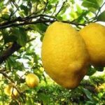 La dieta del limone, per dimagrire sui fianchi