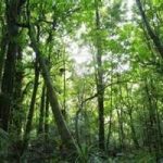 Quanta anidride carbonica assorbono le foreste tropicali?