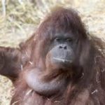 Tilda: ecco la prova che gli oranghi parlano. Video