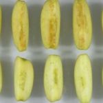 La mela OGM che non si scurisce all'aria