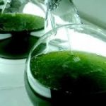 Biocarburanti da una microalga