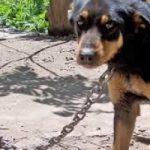 Veneto: vietato legare cani alla catena
