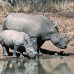 Fecondazione assistita, per salvare il rinoceronte bianco