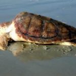 Sos tartarughe: da Gennaio circa 80 Caretta caretta morte