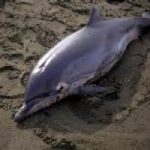 A Genova un centro diagnosi per delfini spiaggiati