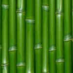 Blue Economy: bambù per case ecosostenibili
